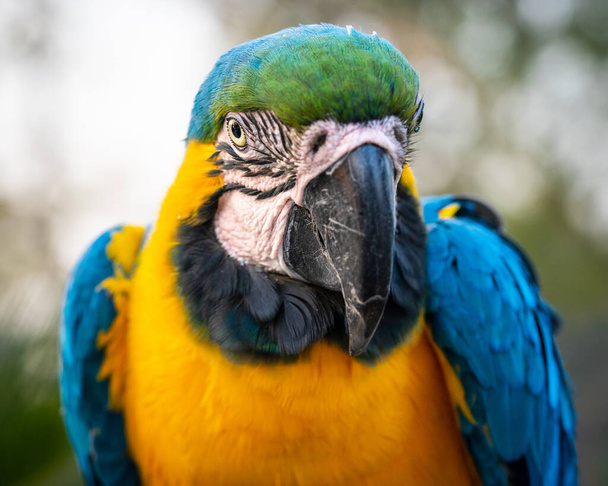 A closeup of a blue-and-yellow macaw - Фото, зображення