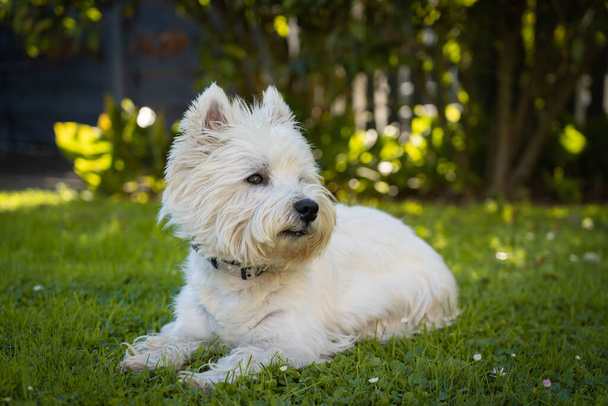 Cute West Highland White Terrier lies in the grass - Photo, Image