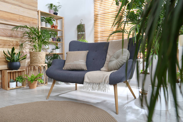 Comfortable sofa and beautiful houseplants in room. Lounge area interior - Foto, Bild