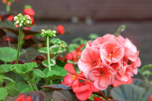 Hermosas flores rosadas-geranios. planta para balcón o terraza - Foto, imagen
