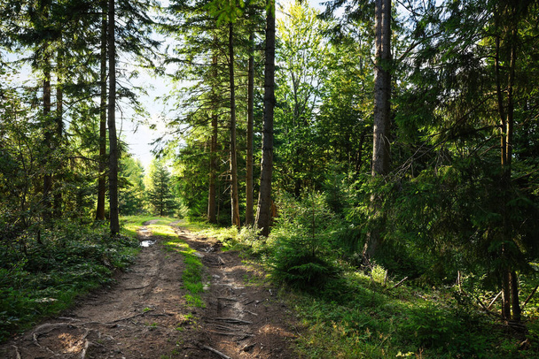 Picturesque view of beautiful coniferous forest and path on sunny day - Foto, imagen