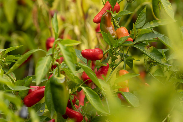 Червоний перець, гарячий, прихований серед зелених листків, в міському саду, культивований в місті Мадрид (Іспанія). - Фото, зображення