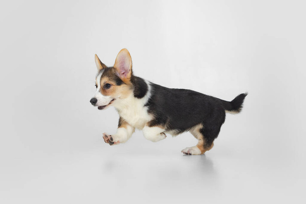 Sweet and cute corgi dog, puppy running over white background. Furry friend. Side view - Foto, Imagen