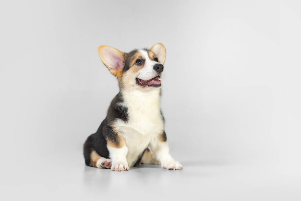 Small funny dog, corgi puppy posing isolated over white background. - Fotoğraf, Görsel