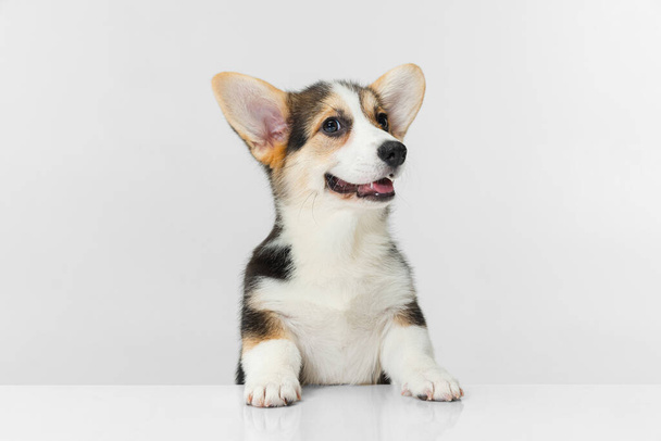 Close-up Corgi dog posing isolated over white background. - Photo, Image