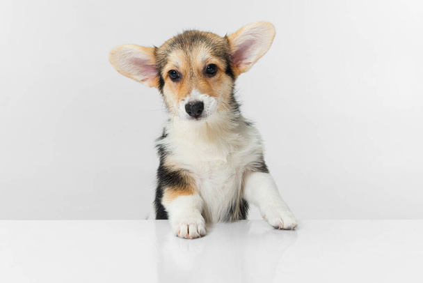 Close-up Corgi dog posing isolated over white background. - 写真・画像