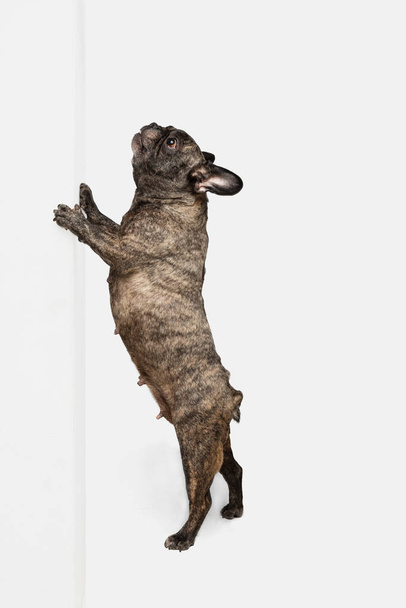 Portrait of cute puppy of French bulldog, purebred dog posing isolated over white background. Concept of pets, domestic animal, health - Foto, Imagen