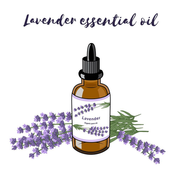 A bottle of Lavender oil and lavender flowers. Vector illustration - Vector, Image
