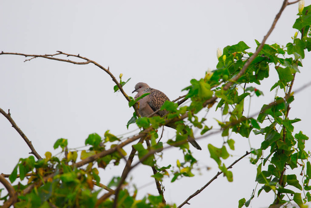 Itämainen kilpikonna kyyhkynen tai rufous kilpikonna kyyhkynen tai Columbidae, istuu puun oksa  - Valokuva, kuva