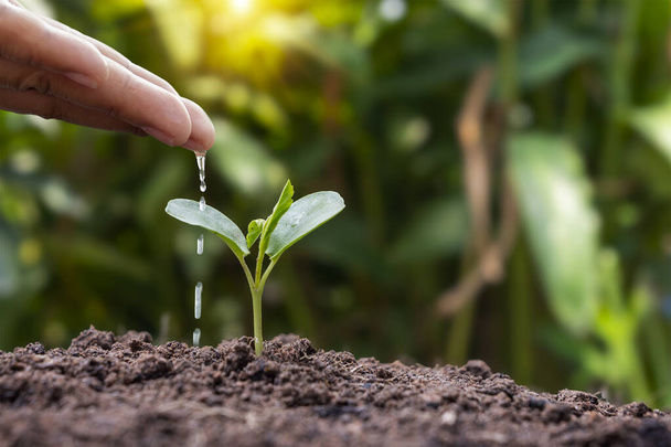 Ręczne podlewanie roślin uprawianych na dobrej jakości glebie w przyrodzie, sadzenie pomysłów i pielęgnacja roślin. - Zdjęcie, obraz