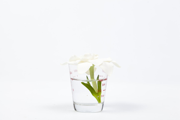 bílý květ ve sklenici - Fotografie, Obrázek