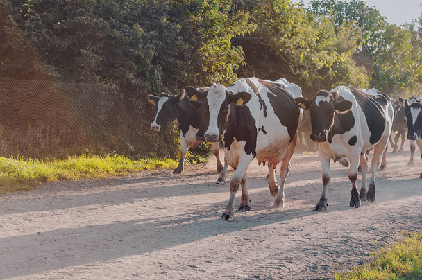 cow at sunset are walking along the road against the background of the countryside. - Fotó, kép