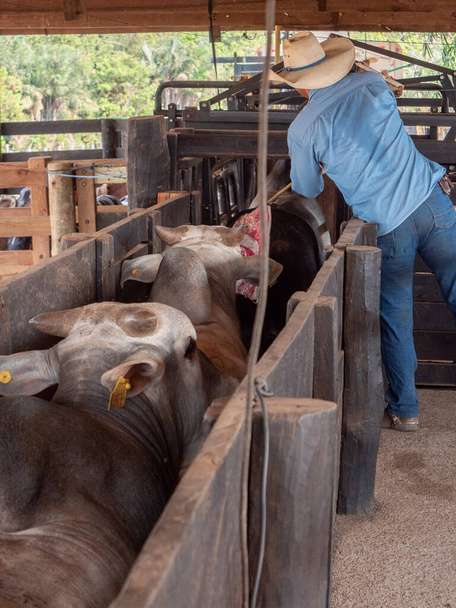 Las cabezas de ganado son conducidas a través de un corral para ser pesado y vendido - Foto, imagen
