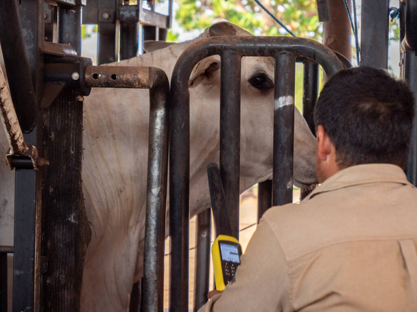 農場の労働者とネローレの牛の頭が角の内側を見ている - 写真・画像