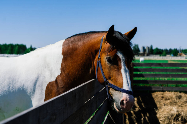 Caballo en la naturaleza y en la granja. Retrato de caballo marrón - Foto, Imagen