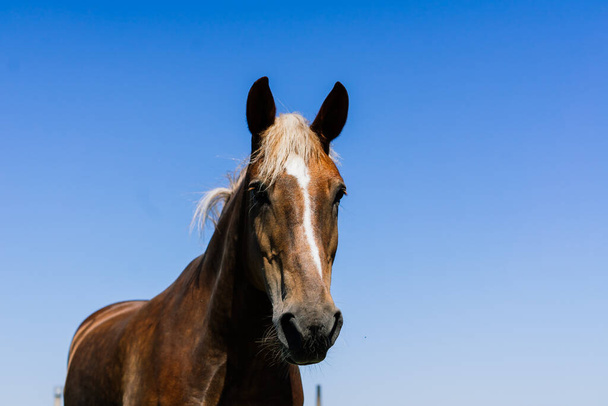 Коні на природі і на фермі. Портрет коричневого коня
 - Фото, зображення