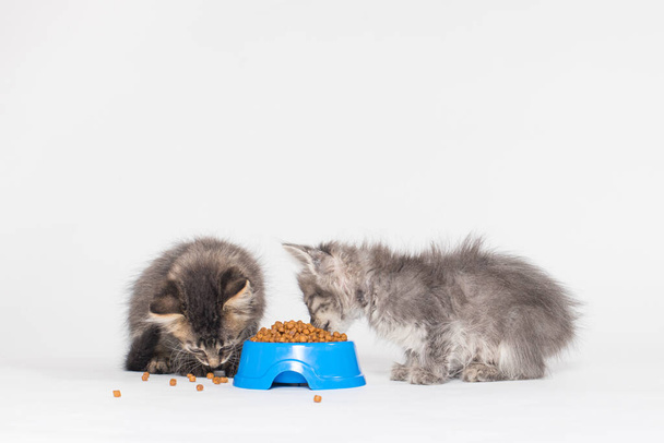 Dos gatitos grises pequeños comen comida seca sobre un fondo blanco. Comida para gatos, tienda para mascotas, lugar para texto - Foto, imagen