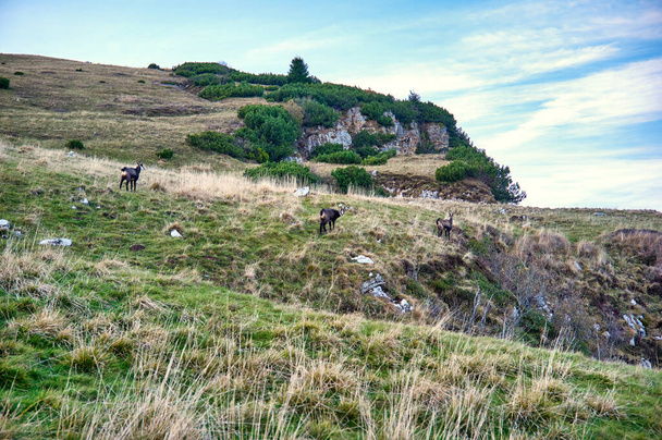 Группа серн, пасущихся на горных вершинах весной - Фото, изображение