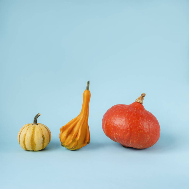 Three pumpkins and gourds of different shapes on light blue background. Front view. Thanksgiving concept - Photo, Image