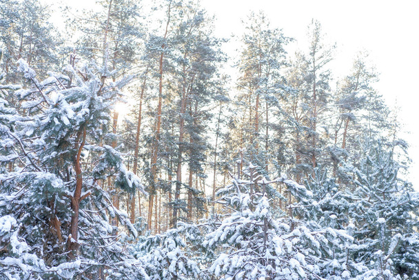 Ranní jarní krajina sněhu v borovém lese. Krajina Krásná v přírodě - Fotografie, Obrázek
