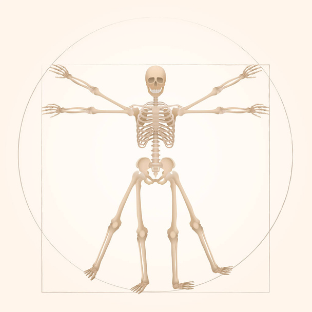 Scheletro vitruviano - geometria sacra nell'arte grafica rappresentata da una figura scheletrica con proporzioni anatomiche di una persona adulta. Illustrazione vettoriale. - Vettoriali, immagini