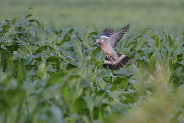 緑のトウモロコシ畑に美しくカラフルなヨーロッパの木鳩着陸. - 写真・画像