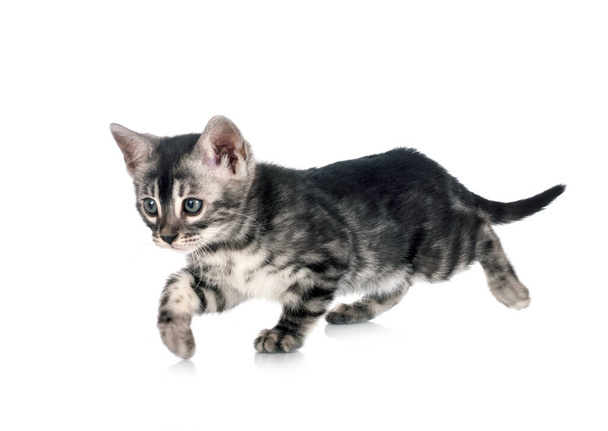 bengal cat in front of white background - Photo, image