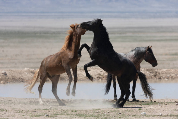 divokí hřebci bojující v poušti Utah - Fotografie, Obrázek