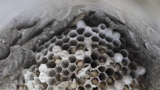 Dentro de nido de avispa con muchas larvas - Imágenes, Vídeo