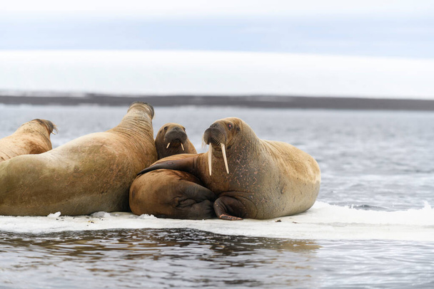 Walrus familie ligt op de ijsschots. Arctisch landschap. - Foto, afbeelding