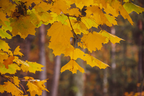 Hojas amarillas de arce de cerca. Bosque en otoño - Foto, imagen
