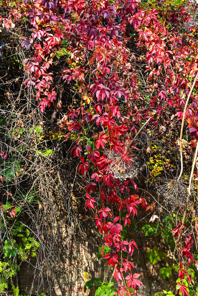 Czerwone liście dzikich winogron w parku, jesień sezon - Zdjęcie, obraz