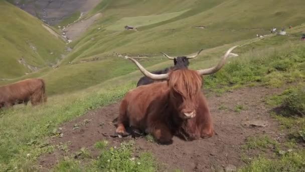hermosos especímenes de yaks en las montañas de Dolomitas de Trentino  - Metraje, vídeo