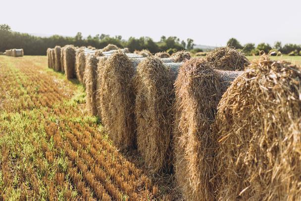 Campo de paisaje rural prado con fardos de heno después de la cosecha
 - Foto, Imagen