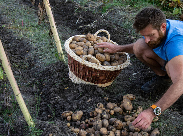 Hombre maduro agricultor recogiendo la cosecha de patatas en el campo en la granja.. - Foto, Imagen