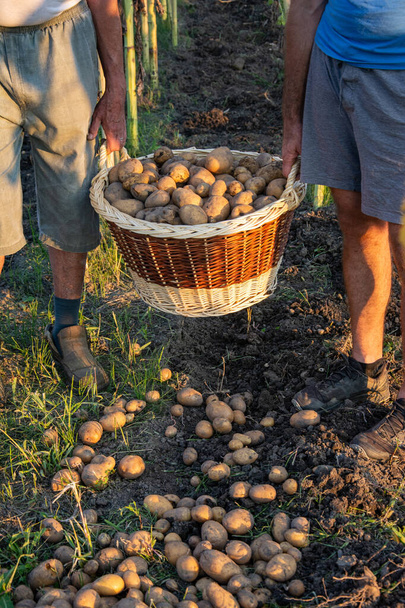 family harvesting potatoes in vegetable garden - Photo, image