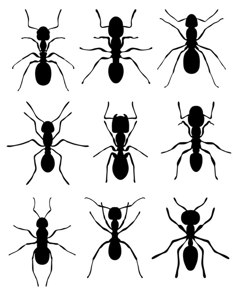 hormigas - Vector, Imagen