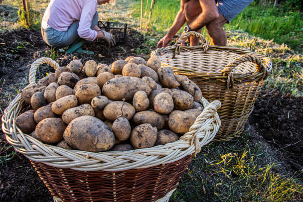 сім'я збирає картоплю в городі
 - Фото, зображення