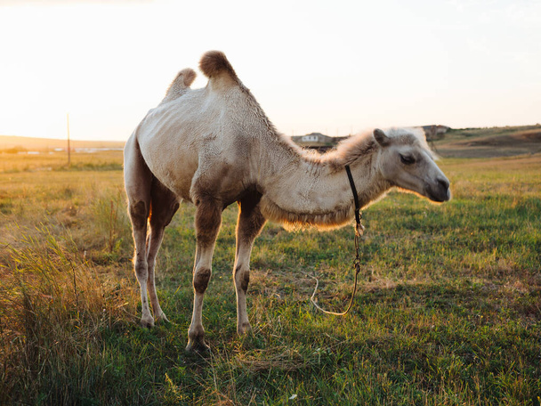 camel in the field eat grass farm animals landscape nature - Zdjęcie, obraz
