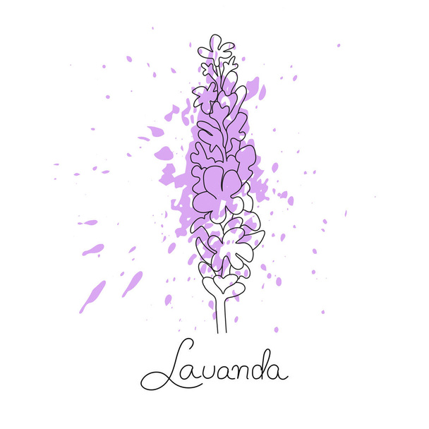 Vector illustration of lavender with purple paint splash and lettering. Line art style. - Vetor, Imagem
