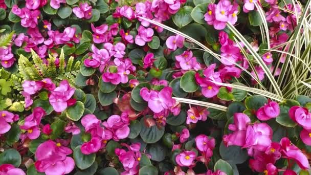 Vaaleanpunaiset kukat täydessä iskussa idyllisessä puutarhamaisemassa kevät ja kesä sen koristeelliselta romanttiselta puolelta ystävänpäivänä ja äidit päivä kukkivat filigraanien terälehdillä ja tuoksulla - Materiaali, video