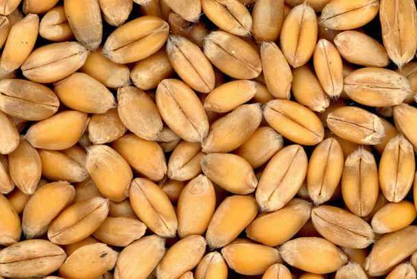  Indian wheat  - a food grain - Foto, Imagen