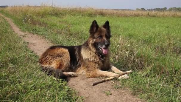 Perro pastor alemán se encuentra en un camino en la hierba. El palo yace cerca del perro.. - Metraje, vídeo