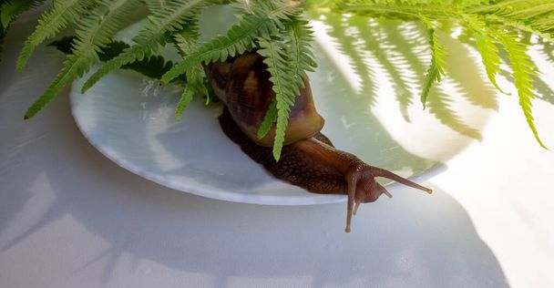 Um grande caracol de akhatina rasteja em um prato. - Foto, Imagem