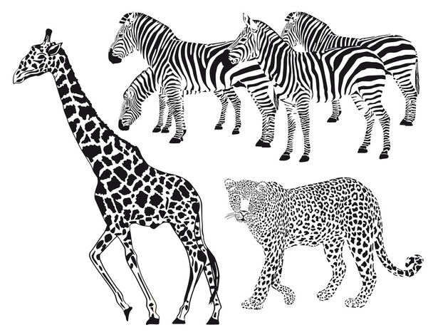 Leopard, Zebra, Giraffe - Vector, Image