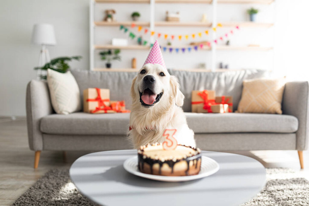 Golden retriever in festive hat having birthday, sitting in front of b-day cake with candle, celebrating holiday at home - Foto, Imagen