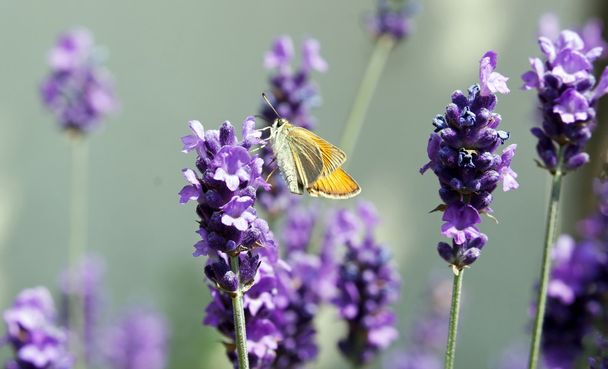 蝶： ラベンダー （フランスの花に sylvaine) - 写真・画像