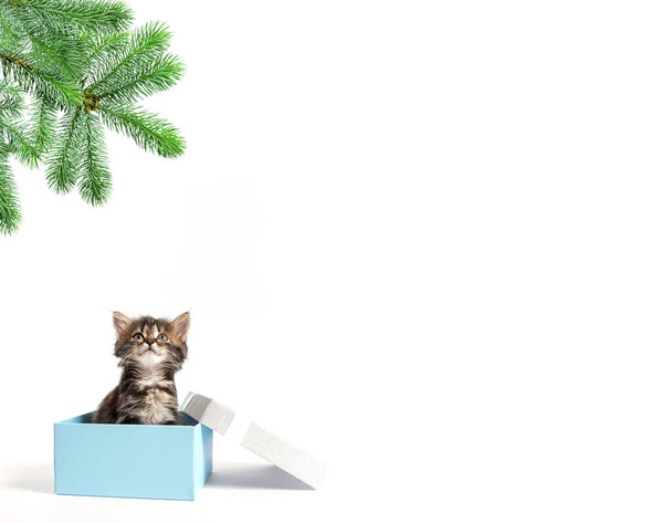 small kitten sits in a gift box and looks up at a branch of spruce with copy space - Valokuva, kuva