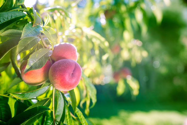 Летом свежие персики на дереве
 - Фото, изображение
