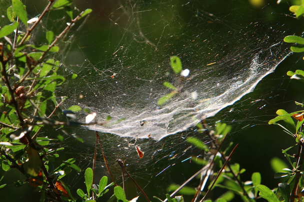 Vista ravvicinata di fili di ragnatela su foglie e rami di impianti. Cobweb su uno sfondo di foglie verdi.  - Foto, immagini